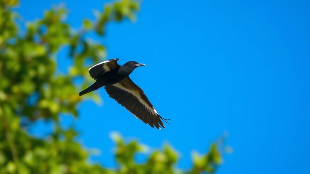 black birds with white wings