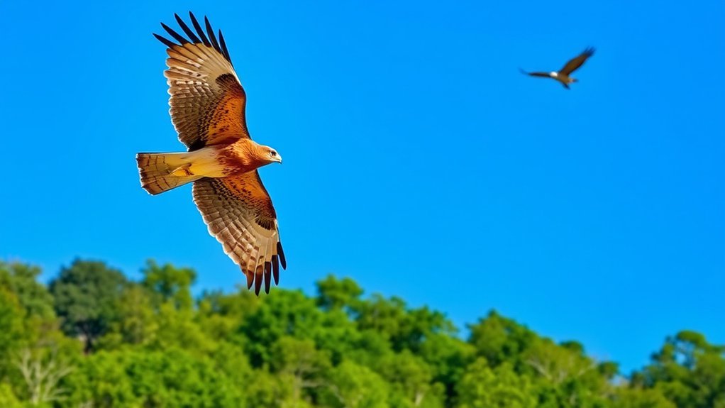 hawks of alabama overview